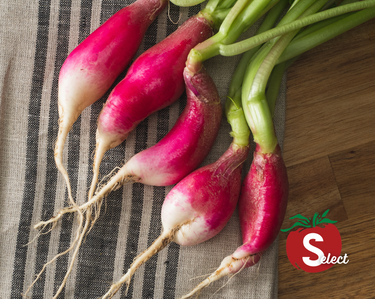 French Breakfast Radish Seeds